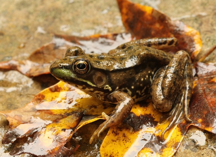 Green Frog